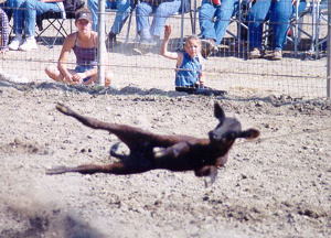 Steer Busting