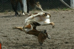 Calf Busting
