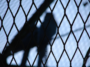 a chainlink fence