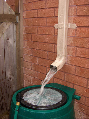 collecting water in a rain barrel